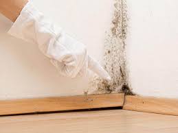 Professional Mold Removal & Remediation in Talent, OR